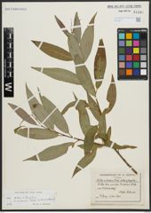 Foto von Salix alba L. x Salix fragilis L.